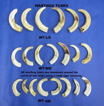 Warthog Tusks <font color=red> Wholesale</font>, 5 inches to 7-7/8 inches - $90.00 a pounds