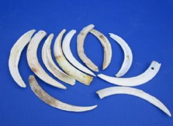 4 to 6 inches Split Halves of Lower Warthog Tusks for Sale for Crafts - $35.99 for One-Half Pound