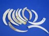 4 to 6 inches Split Halves of Lower Warthog Tusks for Sale for Crafts - $24.00 for One-Half Pound