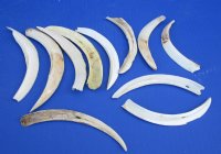 4 to 6 inches Split Halves of Lower Warthog Tusks <FONT COLOR=RED> Wholesale</font> 2 pounds @ $45 a pound