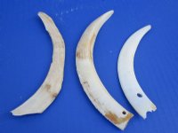 4 to 6 inches Split Halves of Lower Warthog Tusks <FONT COLOR=RED> Wholesale</font> 2 pounds @ $45 a pound