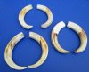 10 to 10-7/8 Extra Large Matching Pairs Warthog Ivory Tusks for Sale <font color=red>Wholesale</font> - Pack of 1 pair @ $90.00 a pair; Pack of 3 pairs @ $80.00 a pair