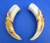 6 to 6-7/8 inches Matching Pairs of Real Warthog Tusks <font color=red> Wholesale</font> - Pack of 5 pairs @ $18.00 a pair; Pack of 6 pairs @ $16.00 a pair 