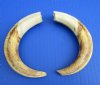 7 to 7-3/4 inches <font color=red> Matching Pair </font> of  Real African Warthog Tusks for Sale - Pack of 1 pair  @ $33.00 a pair (You will receive a pair similar to those pictured);