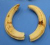 7 to 7-3/4 inches <font color=red> Matching Pair </font> of  Real African Warthog Tusks for Sale - Pack of 1 pair  @ $33.00 a pair;