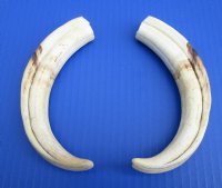 8 to 8-7/8 inches Matching Pair Authentic African Warthog Ivory Tusks <font color=red> Wholesale</font> - 3 pairs @ $42.00 a pair; 4 pairs @ $37.50 a pair