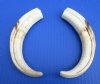 8 to 8-7/8 inches Matching Pair African Warthog Ivory Tusk for Sale - $59.99 a pair (You will receive a pair similar to those pictured)