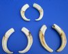8 to 8-7/8 inches <font color=red>Wholesale</font> Matching Pair Authentic African Warthog Ivory Tusks in Bulk - Pack of  3 pairs @ $42.00 a pair; Pack of 4 pairs @ $37.50 a pair