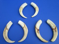 8 to 8-7/8 inches Matching Pair Authentic African Warthog Ivory Tusks <font color=red> Wholesale</font> - 3 pairs @ $42.00 a pair; 4 pairs @ $37.50 a pair