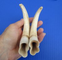 8 to 8-7/8 inches Matching Pair Authentic African Warthog Ivory Tusks <font color=red> Wholesale</font> - 3 pairs @ $42.00 a pair; 4 pairs @ $37.50 a pair