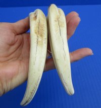 8 to 8-7/8 inches Matching Pair African Warthog Ivory Tusk - $59.99