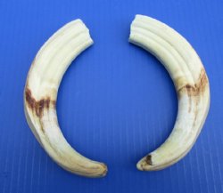 9 to 9-7/8 inches Matching Pair of Large Warthog Tusk, Ivory for Carving - $77.99 a pair