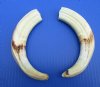 9 to 9-7/8 inches Matching Pair of Large Warthog Tusk, Ivory for Carving - $78.99 a pair (You will receive one similar to those pictured)