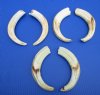 9 to 9-7/8 inches <font color=red> Wholesale</font> Matching Pairs of Large African Warthog Ivory Tusks in Bulk - Pack of 3 pairs @ $42.00 a pair; Pack of 4 pairs @ $37.50 a pair