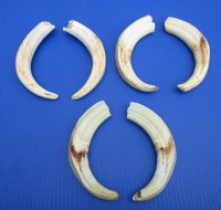 9 to 9-7/8 inches Matching Pair of Large Warthog Tusk, Ivory for Carving - $77.99 a pair