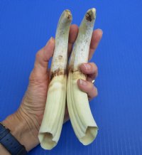 9 to 9-7/8 inches Matching Pair of Large Warthog Tusk, Ivory for Carving - $77.99 a pair
