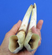 9 to 9-7/8 inches Matching Pair of Large Warthog Tusk, Ivory for Carving - $77.99 a pair