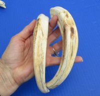 9 to 9-7/8 inches Matching Pair of Large Warthog Tusk, Ivory for Carving - $77.99 a pair