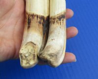 9 to 9-7/8 inches Matching Pairs of Large African Warthog Ivory Tusks <font color=red> Wholesale</font> - 2 @ $55 a pair; 4 @ $49 a pairs
