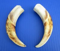 9 to 9-7/8 inches Matching Pair of Large Warthog Tusk, Ivory for Carving - $77.99 a pair