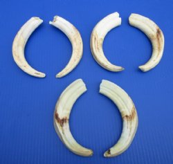 8 to 8-7/8 inches Matching Pair Authentic African Warthog Ivory Tusks <font color=red> Wholesale</font> - 3 pairs @ $42.00 a pair; 4 pairs @ $37.50 a pair