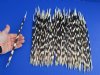 100 Thin African Porcupine Quills for Sale 9 to 13 inches long - You are buying the quills pictured for 74.99