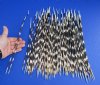 100 Thin African Porcupine Quills for Sale 9 to 15 inches long - You are buying the quills pictured for 74.99