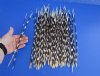 100 Thin African Porcupine Quills for Sale 12 to 17 inches long - You are buying the quills pictured for 74.99