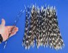 100 Thin African Porcupine Quills for Sale 12 to 14 inches long - You are buying the quills pictured for 74.99