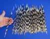 100 Thin African Porcupine Quills for Sale 10 to 12 inches long - You are buying the quills pictured for 74.99
