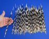 100 Thin African Porcupine Quills for Sale 10 to 12 inches long - You are buying the quills pictured for 74.99