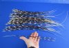 100 Thin African Porcupine Quills for Sale 12 to 20 inches long - You are buying the quills pictured for 59.99