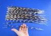 100 Thin African Porcupine Quills for Sale 12 to 18 inches long - You are buying the quills pictured for 59.99