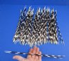 100 Thin African Porcupine Quills for Sale 10 to 14 inches long - You are buying the quills pictured for 74.99