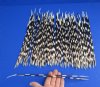 100 Thin African Porcupine Quills for Sale 11 to 14 inches long - You are buying the quills pictured for 74.99