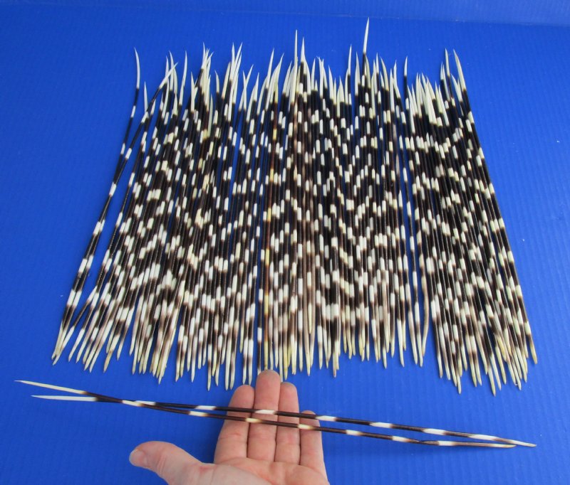 porcupine quills