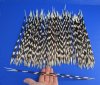 100 Thin African Porcupine Quills for Sale 12 to 16 inches long - You are buying the quills pictured for 74.99