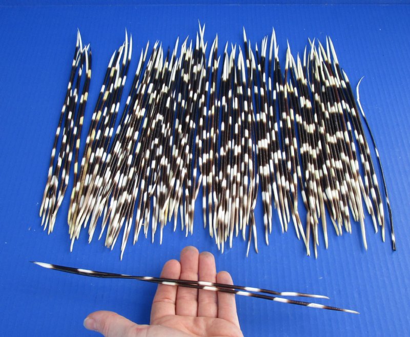 100 Thin African Porcupine Quills for Sale 10 to 13 inches long