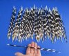 100 Thin African Porcupine Quills for Sale 10 to 13 inches long - You are buying the quills pictured for 74.99