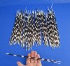 100 Thin African Porcupine Quills for Crafts 11 to 14 inches - Buy these for 74.99