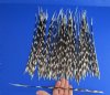 100 Thin African Porcupine Quills for Sale 10 to 17 inches long - You are buying the quills pictured for 74.99