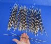 100 Thin African Porcupine Quills for Sale 10 to 15 inches long - You are buying the quills pictured for 74.99