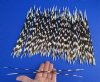 100 Thin African Porcupine Quills for Sale 10 to 13 inches long - You are buying the quills pictured for 74.99