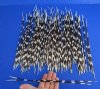 100 Thin African Porcupine Quills for Sale 11 to 17 inches long - You are buying the quills pictured for 74.99