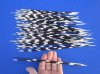 50 African Porcupine Quills for Crafts 9 to 13 inches - Buy these for 39.99