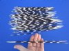 50 African Porcupine Quills for Sale 10 to 12 inches long - You are buying the quills pictured for 39.99