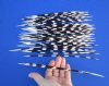 50 African Porcupine Quills for Sale 9 to 12 inches long - You are buying the quills pictured for 39.99