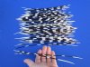 50 Assorted Sizes of African Porcupine Quills for Sale 9 to 11 inches long - You are buying the quills pictured for 39.99