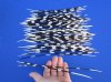 50 Assorted Sizes of African Porcupine Quills for Sale 9 to 11 inches long - You are buying the quills pictured for 39.99