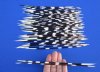 50 African Porcupine Quills for Sale 8 to 11 inches long - You are buying the quills pictured for 39.99